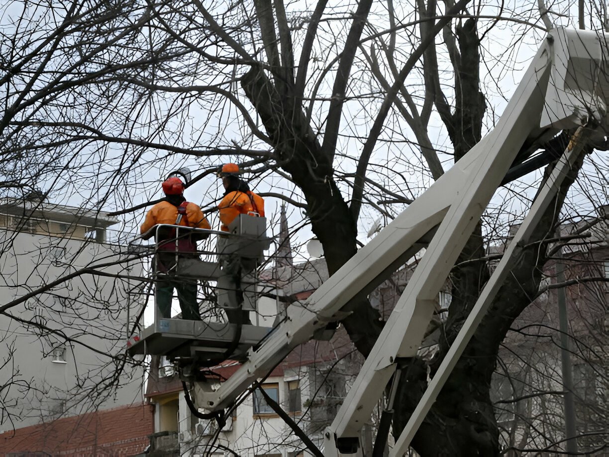 When Considering Tree Services, When Should You Prioritize Safety Over Cost?
