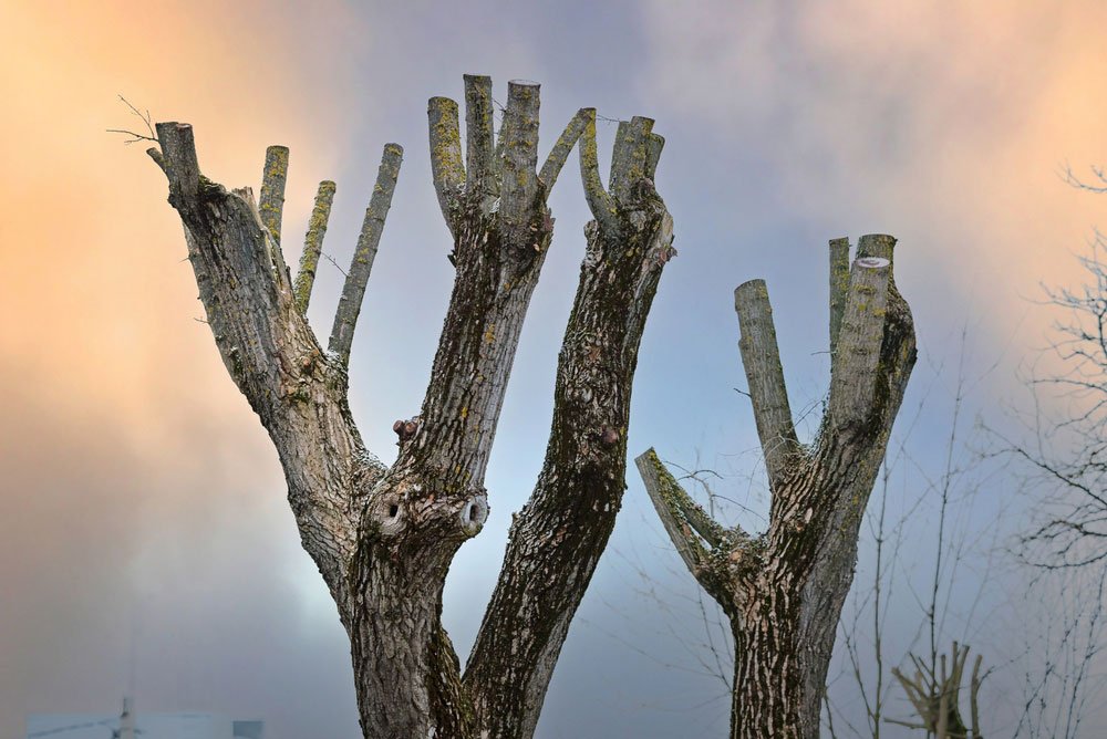 Why Should You Prune Your Trees Months before Hurricane Season Begins?