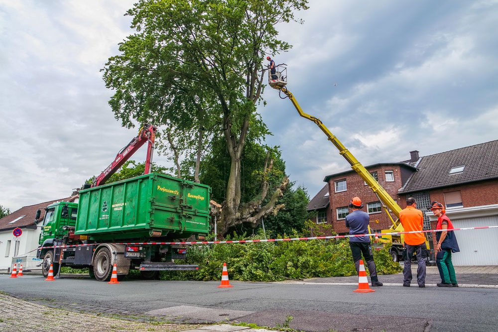 What Equipment is Best for Removing Large Trees in Tight Residential Side-Yards?