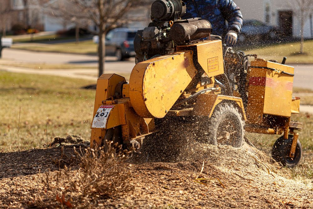 Why Does Professional Stump Grinding Prevent Pest Infestations in South Florida?