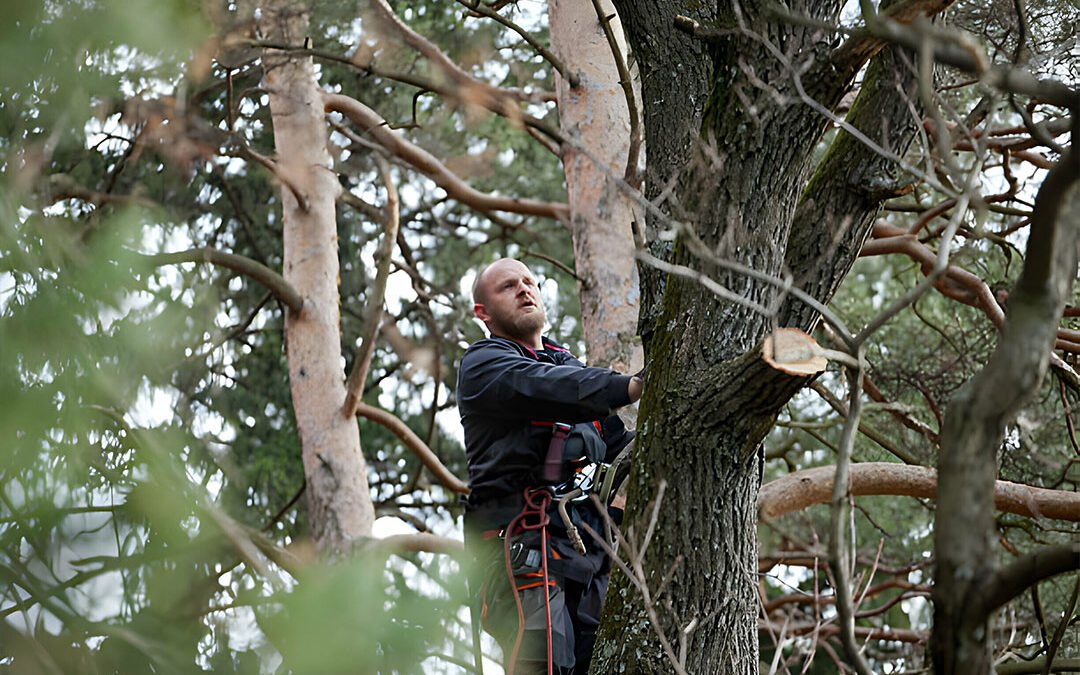 What Insurance Should a Miramar Tree Service Company Carry to Protect You?