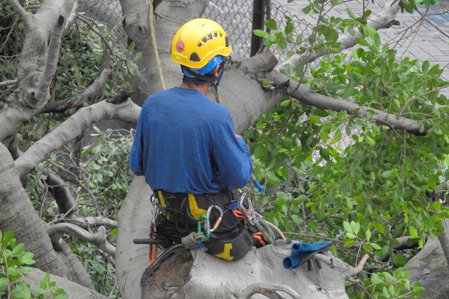 Emergency Tree Removal Near Me: What to Do When a Tree Becomes an Immediate Threat in Miramar