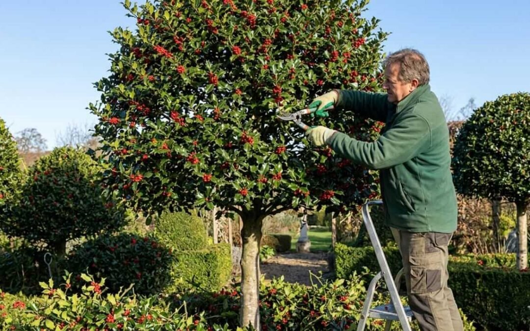Pruning Holly Tree Miramar Florida